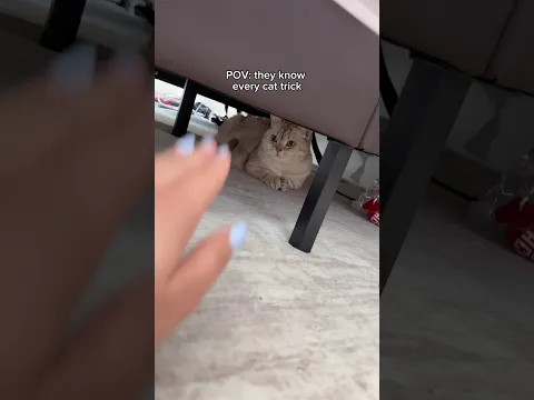 The cat whisperer 😌🐈 #cats #cat #catsofyoutube #catvideos #funnycat￼