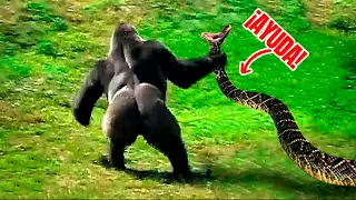 ESTOS ANIMALES se metieron con el OPONENTE EQUIVOCADO