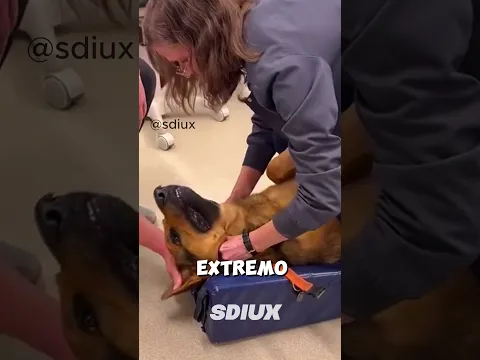 Esta Veterinaria es Una Heroína  ❤