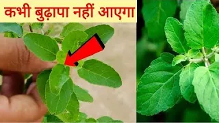 3 दिन सुबह खाली पेट ये पत्तियां खा लो आपको कभी भी बूढ़ा नही होने देंगी,कमर और बदन दर्द,दाद-खाज खुजली