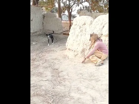 Prank with dog #shorts #viral #trending #funny