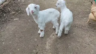When Baby Goats Call for Their Mama 🐑❤️ Heartwarming Moments!