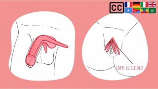 Génitalia - Sexe, anatomie et diversité