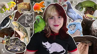 TODOS OS MEUS ANIMAIS EM UM VÍDEO (+50) *meu zoo* I 2024