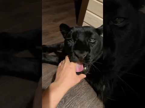 How to give a pill to a panther 😁
