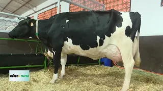 Rompen récord en Paraguay: Vaca entregó 108,7 litros de leche en 3 ordeños