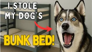 I Stole My Dog's Bed and he FREAKS OUT (he yells at me!!)