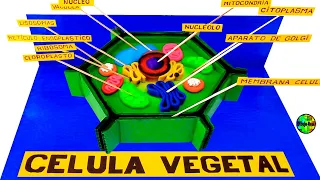 CÓMO           HACER          UNA MAQUETA DEL    CELULA VEGETAL  PASO A PASO