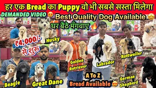 Best Pet Shop In Patna 2024🔥| ₹4,000/- से शुरू 🤩| Husky, Labrador, German Shepherd ,Rottweiler, Pug
