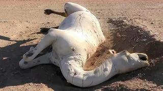 إذا رأيت جمل ميت في الصحراء لا تقترب منه أبداً.. خطير جداً !!
