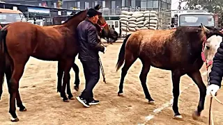 Horses are playing each other 🐎🐎