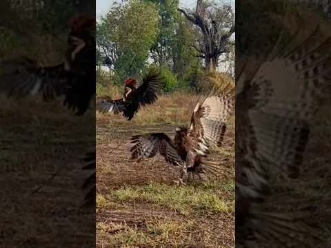 Eagle hunt a big bird of prey on the ground