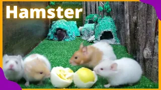 Hamsters se Divertindo na sua Nova Casa, Videos de Hamsters Amigovos