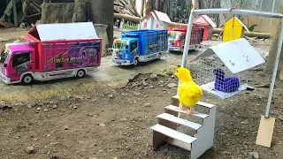 Aksi Anak Ayam Warna Warni Bantu Temanya Yang Terjebak Di Sarang