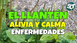 🟢 El Llantén ALIVIA y CALMA estas enfermedades 👍 ¿El llantén SIRVE para los Riñones e Hígado Graso?
