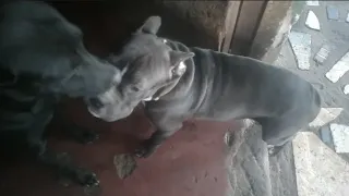 Bulldogs, la Cachorra, Latina, 😱🐶 vs Americano, Juega con Firulais, Es la raza real que opinas oh cr