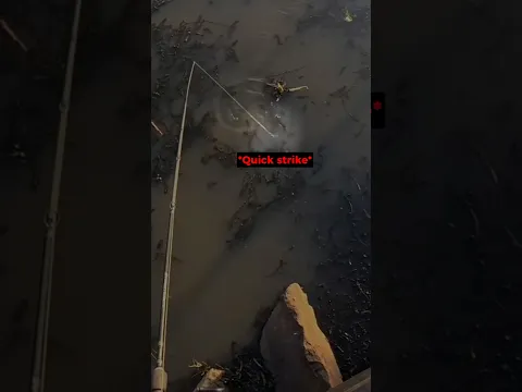 When urban fishing turns into a rocket launch! 🚀🐟