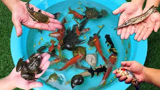 Frog Crocodiles Black King Fish Betta Tiger Fish Angelfish Koi Carp Goldfish Cute Animals Video