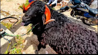 Goat mandi  gulbarga  I bakri Market ||Hafta bazar | Goats | Sheep #goatmarket