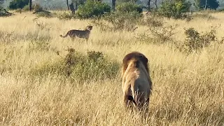 LION vs CHEETAH + WILD DOGS vs BABOON!