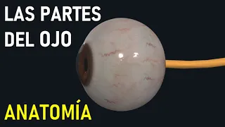 Partes del OJO y sus Funciones (Anatomía FÁCIL)