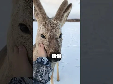 МИЛЫЙ КОМПАНЬЙОН