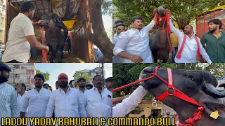 #Bahubali & Commando Bulls Grand Welcome at #Laddu Yadav #Sadar 2022 | Chappal Bazar Hyd | #trending