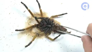 31 Days Spider Timelapse