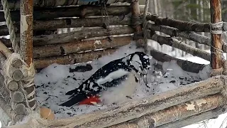 Удивительно как много зверей кормится на кормушке зимой