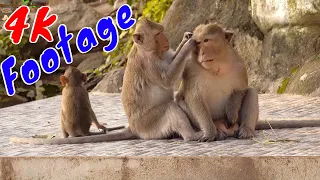 4K Quality Animal Footage @n39vlog - Monkeys Beautiful Scenes Episode 12 | Viral Monkey