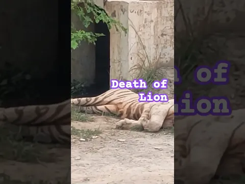 Death of Lion #animals #anime # world
