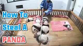 Super Practical Tool For Stealing Pandas | iPanda