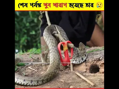 সাপটির খুব খারাপ হয়েছে 🐍😢🥺 #shorts
