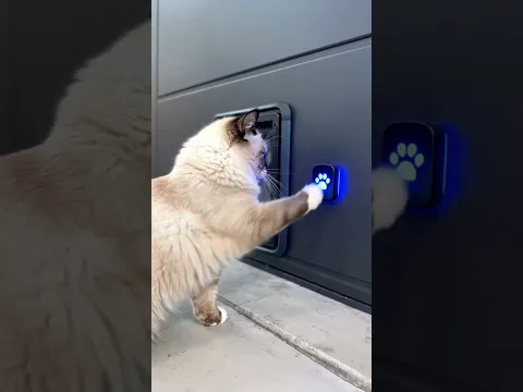 Best Cat Flap Ever #cat #shorts