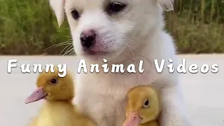 Funny Animal Videos #Pets