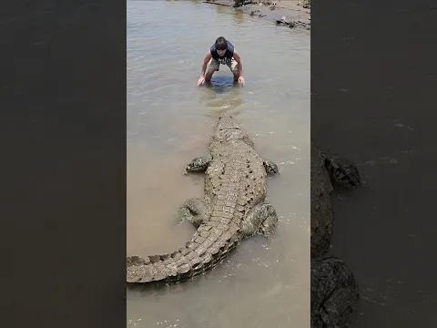 Giant Crocodile: Face to Face!