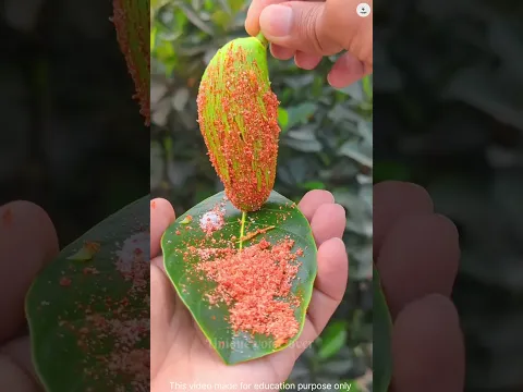 வித்தியாசமான பழங்கள் 🍑🥑  #podcast #facts #naturesvoice #voicefirst #fruit #amazingfacts
