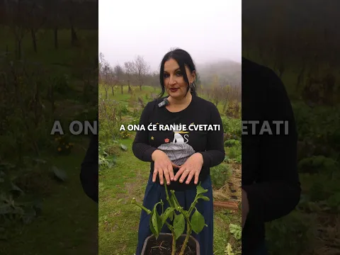 Višegodišnji Uzgoj PAPRIKA