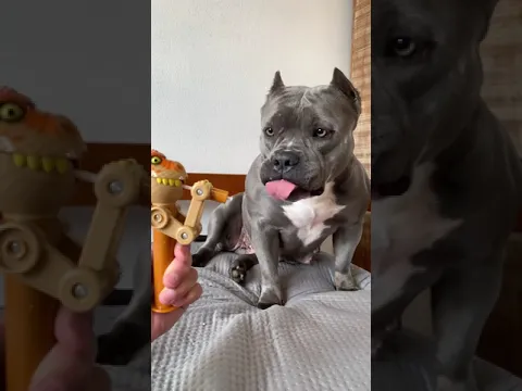 Comprei um Brinquedo Novo para Minha American Bully #maoriblue ☺️😅