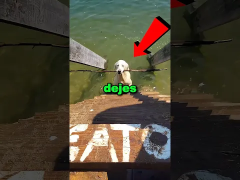Nunca dejes que tu perro juegue con palos 😱😳 #shorts