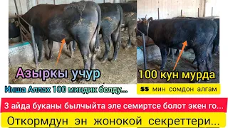 100 Кундук откормдун результаты...