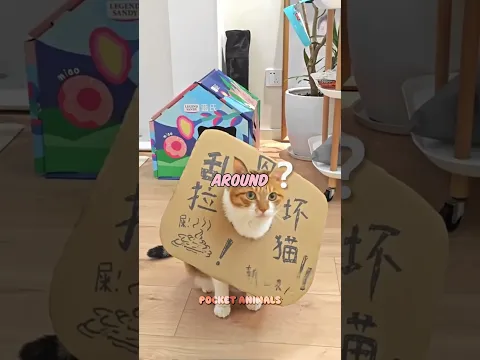 This is how to discipline your cat 🐈👋