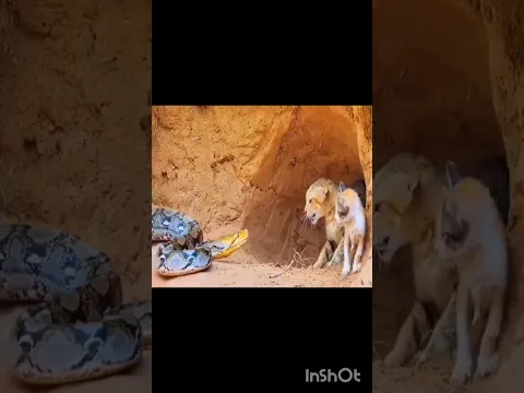 What a move by cat kicking head of snake #snake #cat #snakeattak #cats
