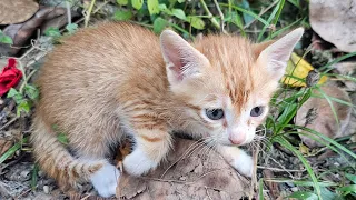 Cute baby kittens funny play #cat #meow #kittens #love