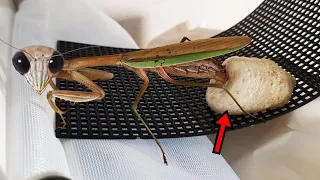 새끼 때부터 키운 사마귀가 드디어 알을 낳았어요! 키위의 놀라운 산란과정