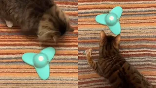 When Two Cats Meet a Super Fast Fly Toy