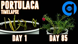 Growing Portulaca Time Lapse From Cuttings To Flowering