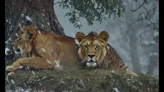 Snow Lion kings #animales #music #trending #greatesthits