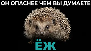 Ёж — самый недооценённый хищник нашего континента