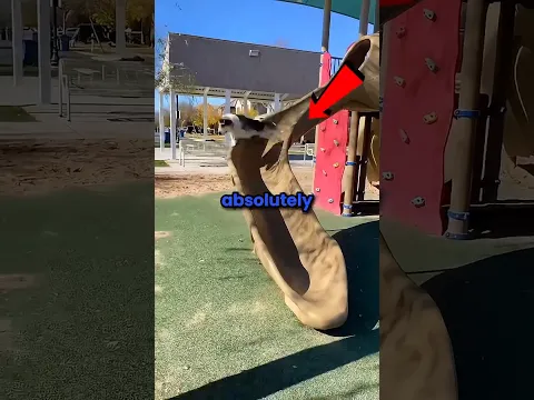 Dogs & slides #shorts
